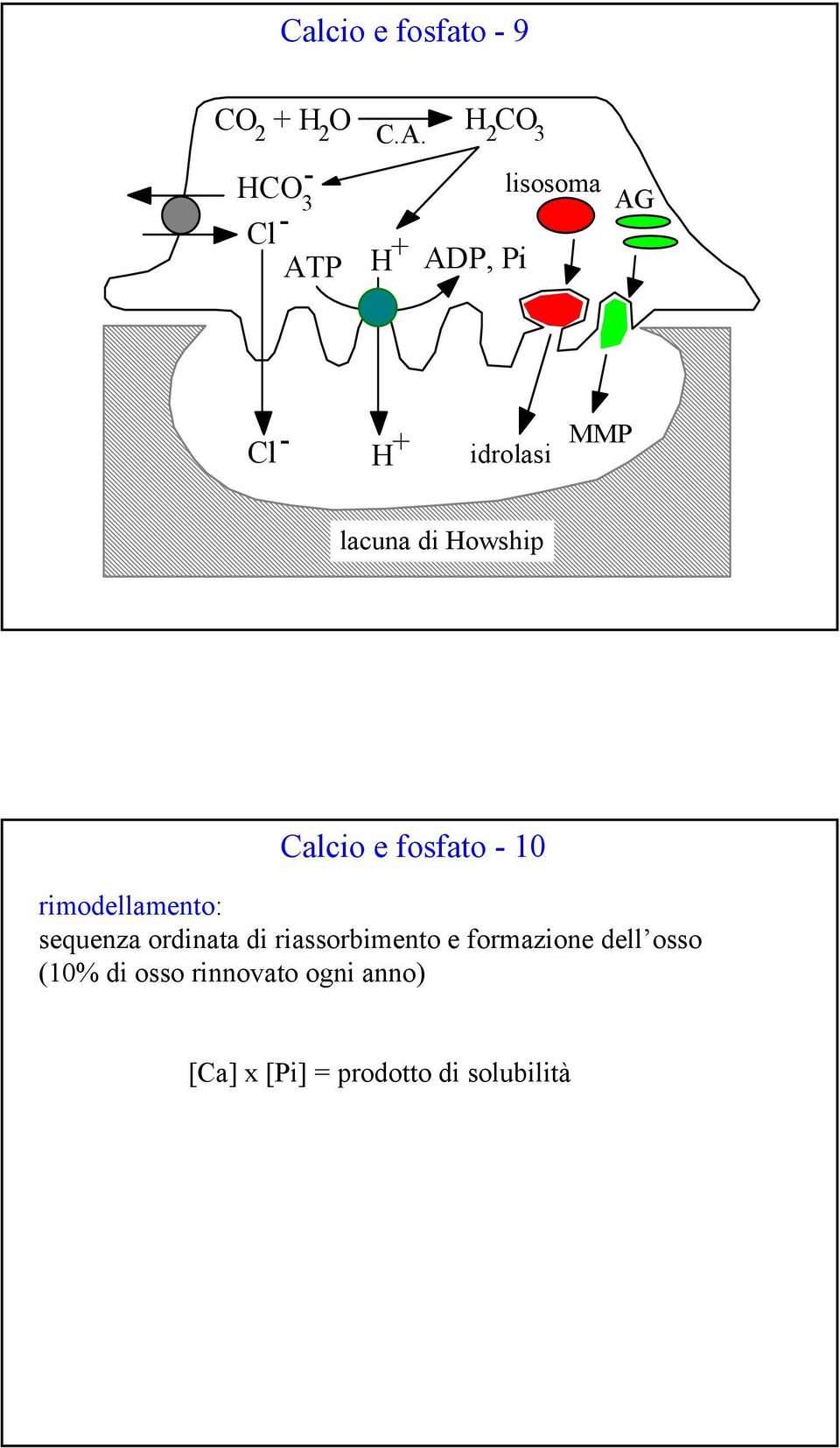 H + H CO 2 3 ADP, Pi lisosoma AG Cl - H + idrolasi MMP lacuna di Howship