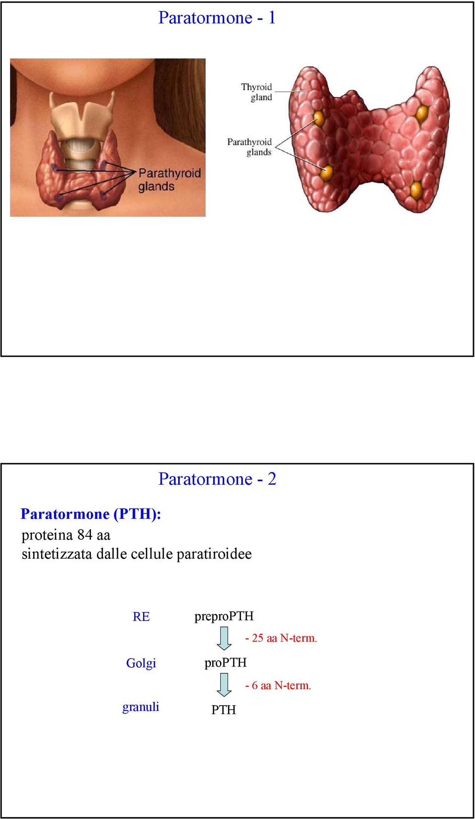 cellule paratiroidee RE Golgi granuli