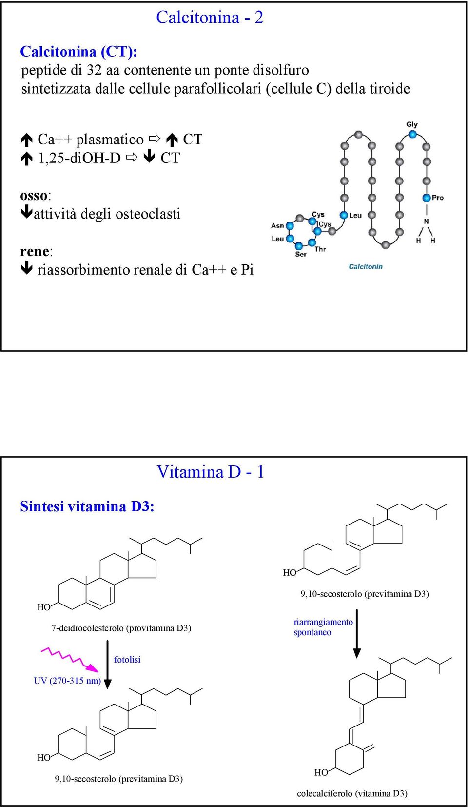 riassorbimento renale di Ca++ e Pi Sintesi vitamina D3: Vitamina D - 1 7-deidrocolesterolo (provitamina D3)