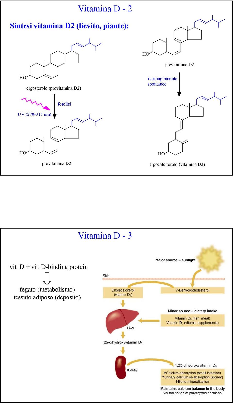 fotolisi UV (270-315 nm) previtamina D2 ergocalciferolo (vitamina D2)