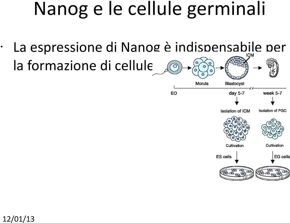 Nanog è indispensabile per