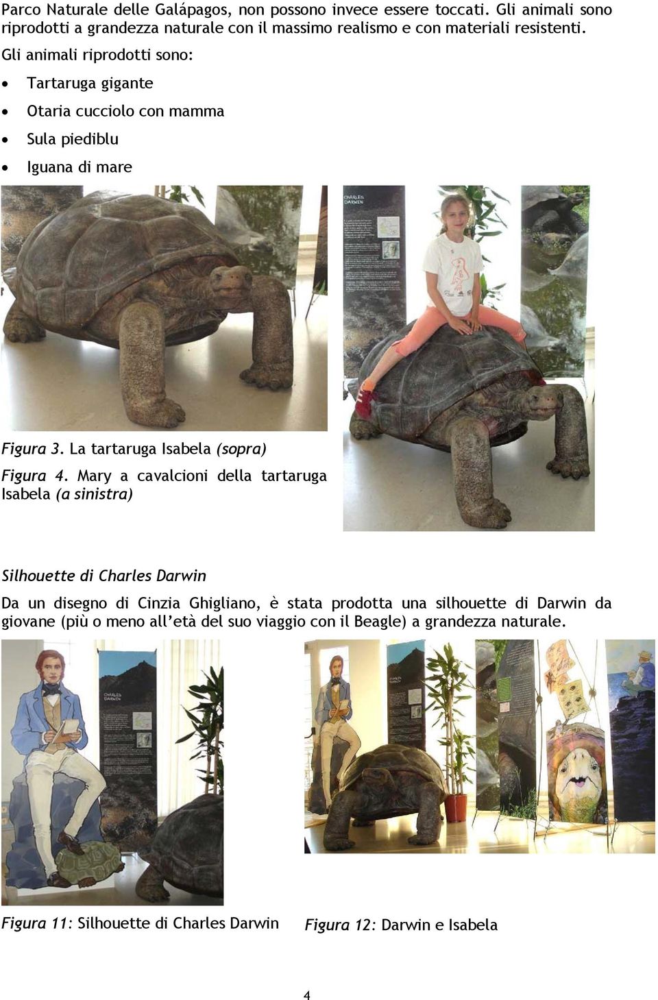 Gli animali riprodotti sono: Tartaruga gigante Otaria cucciolo con mamma Sula piediblu Iguana di mare Figura 3. La tartaruga Isabela (sopra) Figura 4.
