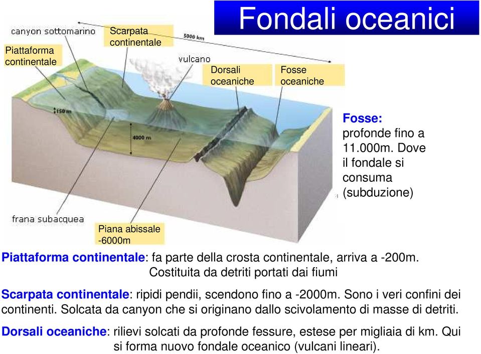 Costituita da detriti portati dai fiumi Scarpata continentale: ripidi pendii, scendono fino a -2000m. Sono i veri confini dei continenti.