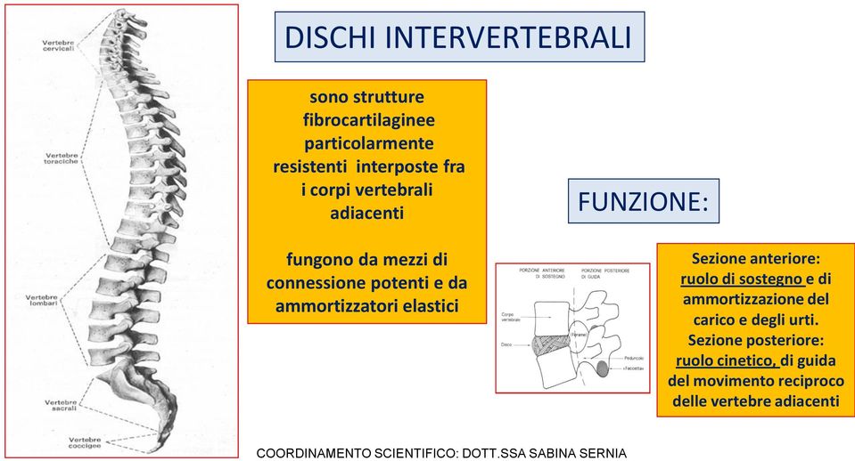 anteriore: ruolo di sostegno e di ammortizzazione del carico e degli urti.