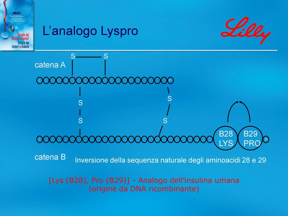 degli aminoacidi 28 e 29 30 [Lys (B28), Pro (B29)] -