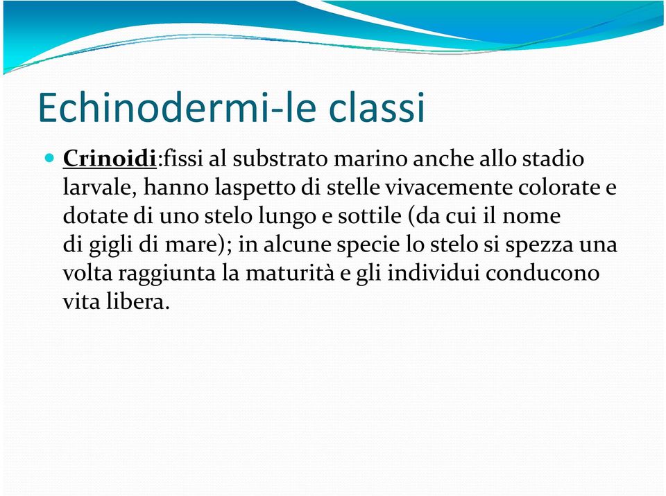 lungo e sottile (da cui il nome di gigli di mare); in alcune specie lo stelo