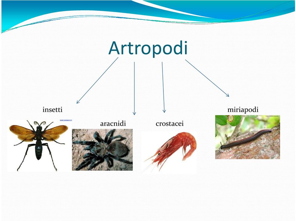 miriapodi