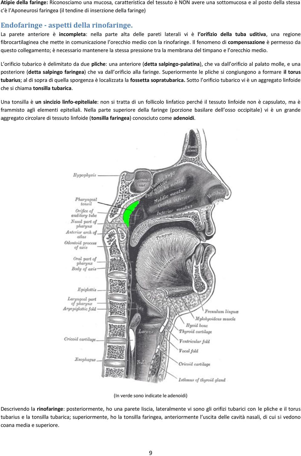 La parete anteriore è incompleta: nella parte alta delle pareti laterali vi è l orifizio della tuba uditiva, una regione fibrocartilaginea che mette in comunicazione l orecchio medio con la
