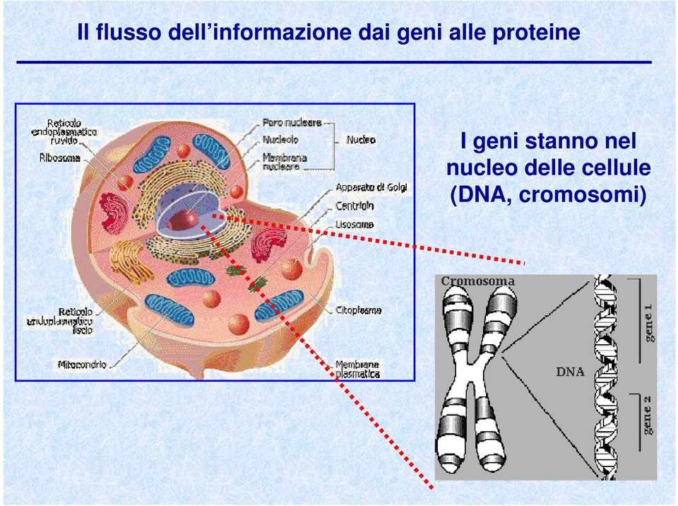 proteine I geni stanno nel