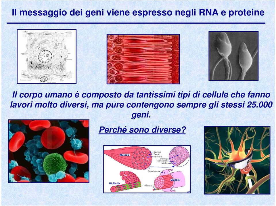 di cellule che fanno lavori molto diversi, ma pure