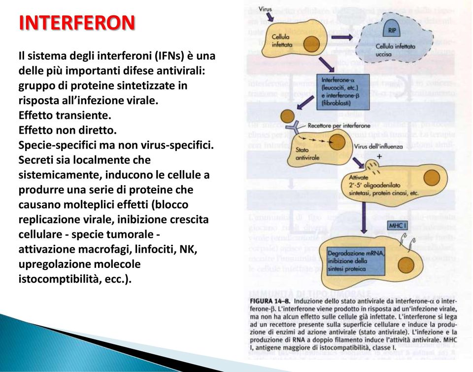 Secreti sia localmente che sistemicamente, inducono le cellule a produrre una serie di proteine che causano molteplici effetti