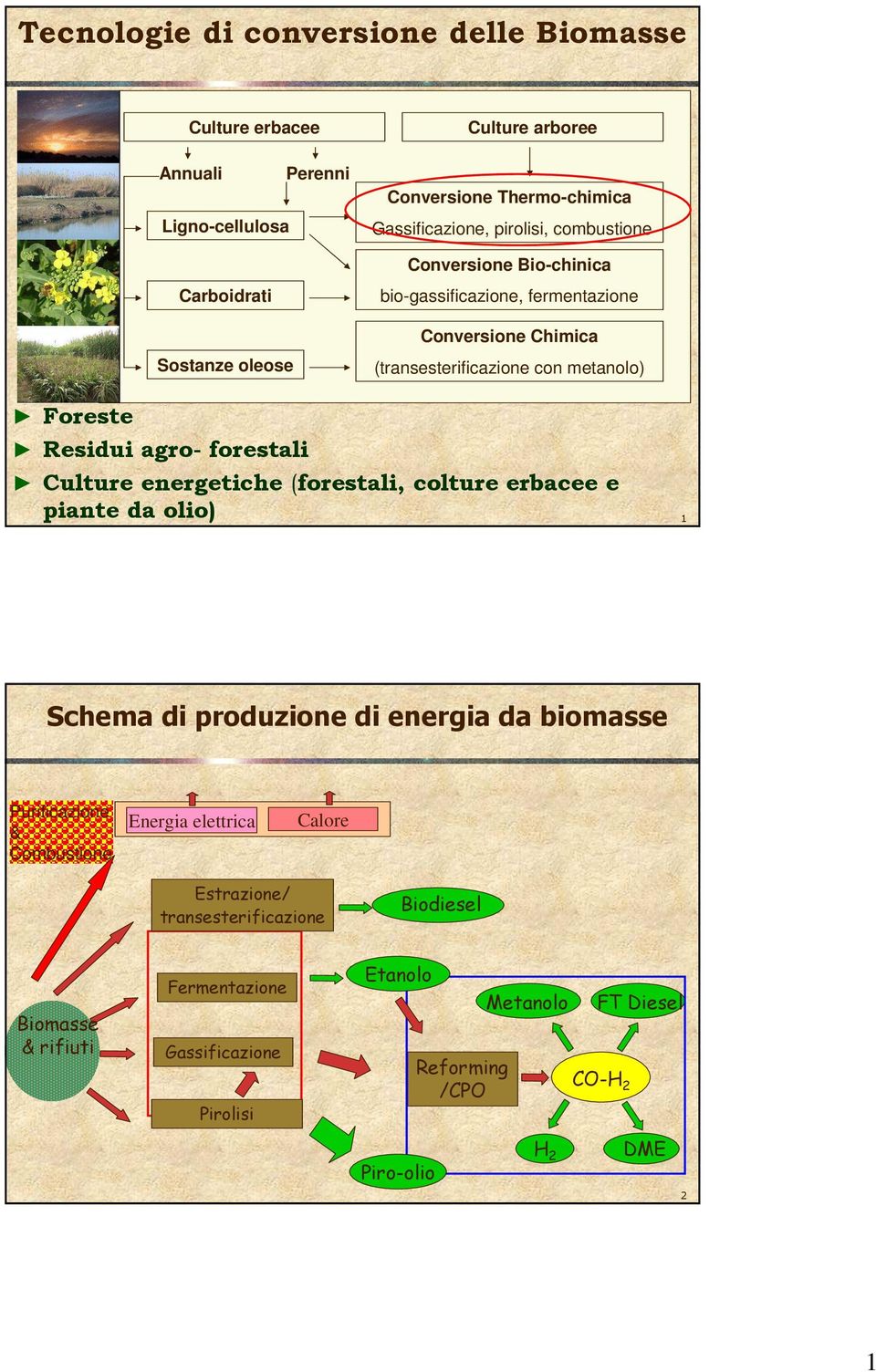 forestali Culture energetiche (forestali, colture erbacee e piante da olio) 1 Schema di produzione di energia da biomasse Purificazione & Combustione Energia elettrica