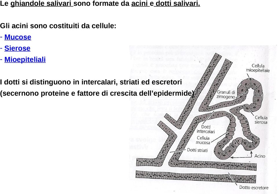 Mioepiteliali I dotti si distinguono in intercalari, striati ed