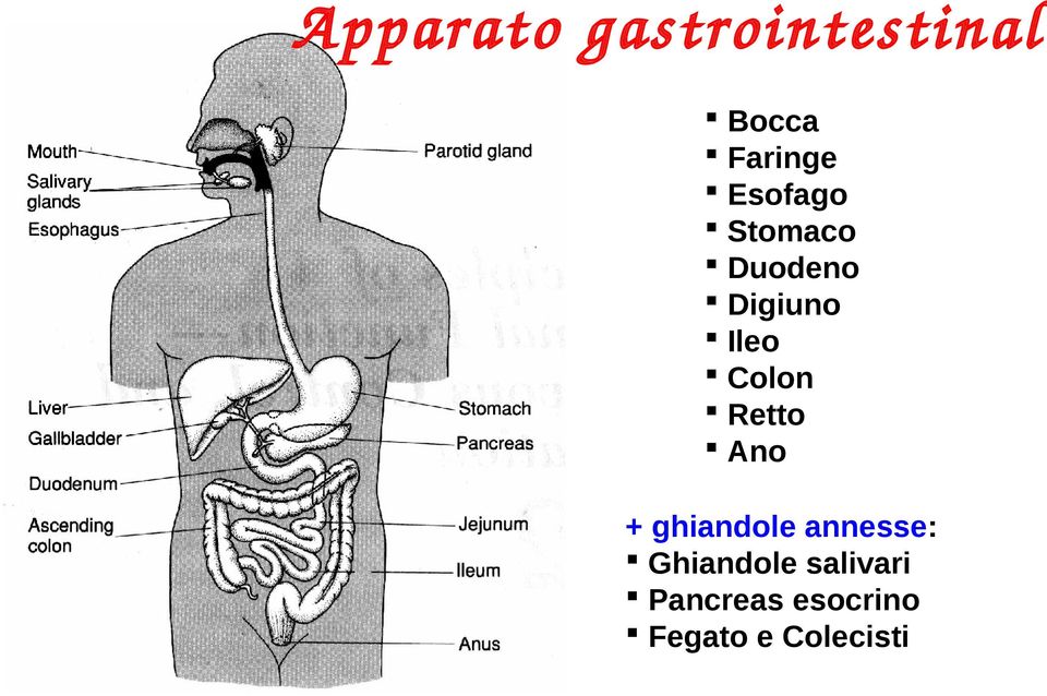 Retto Ano + ghiandole annesse: Ghiandole