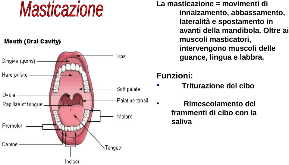 Oltre ai muscoli masticatori, intervengono muscoli delle guance,