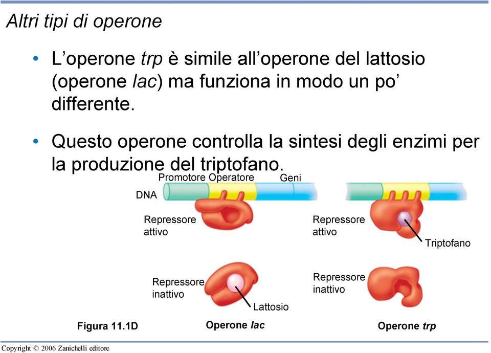 Questo operone controlla la sintesi degli enzimi per la produzione del triptofano.