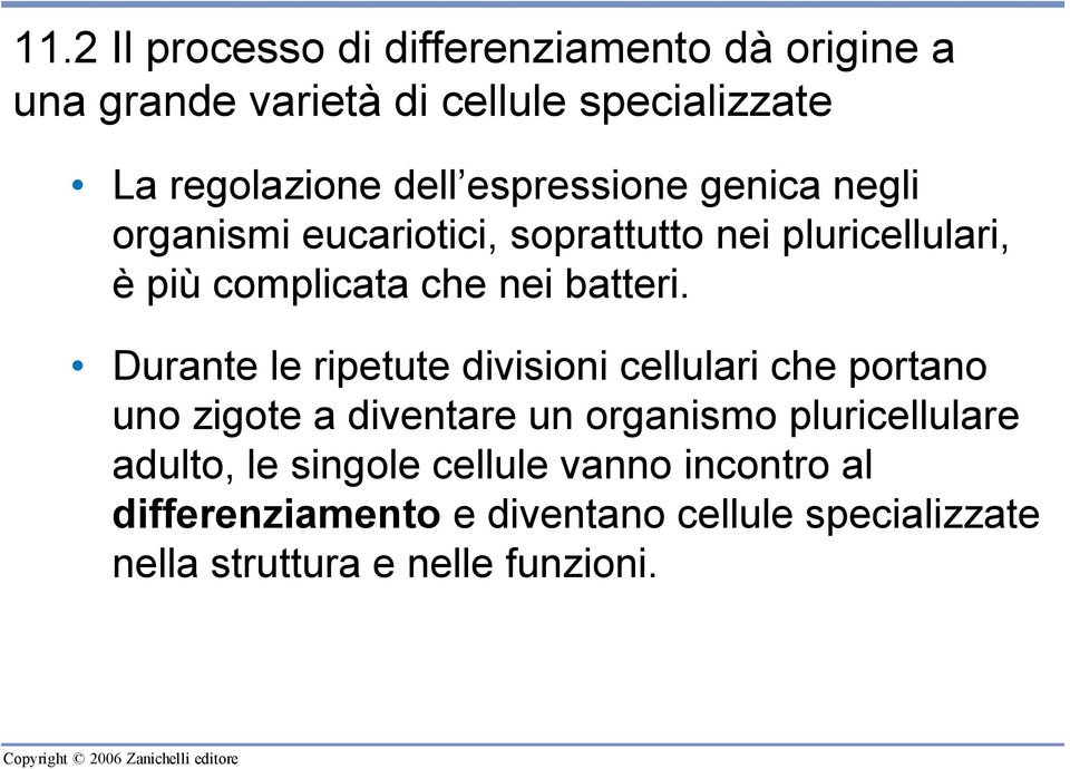 Durante le ripetute divisioni cellulari che portano uno zigote a diventare un organismo pluricellulare adulto, le