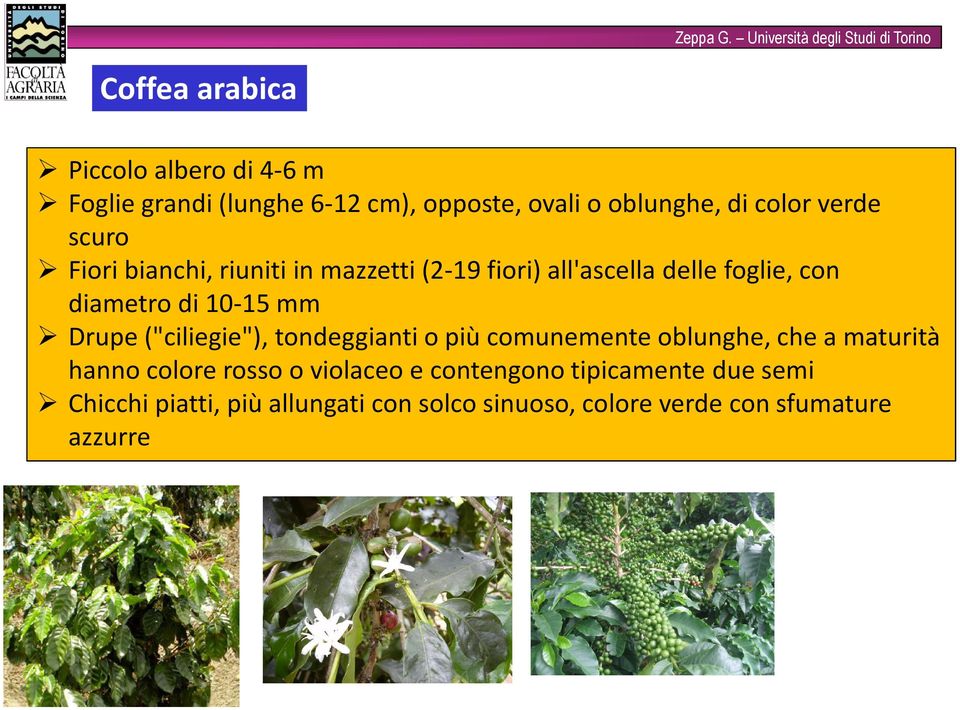 Drupe ("ciliegie"), tondeggianti o più comunemente oblunghe, che a maturità hanno colore rosso o violaceo e