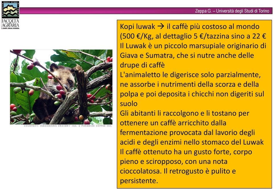 non digeriti sul suolo Gli abitanti li raccolgono e li tostano per ottenere un caffè arricchito dalla fermentazione provocata dal lavorio degli acidi e