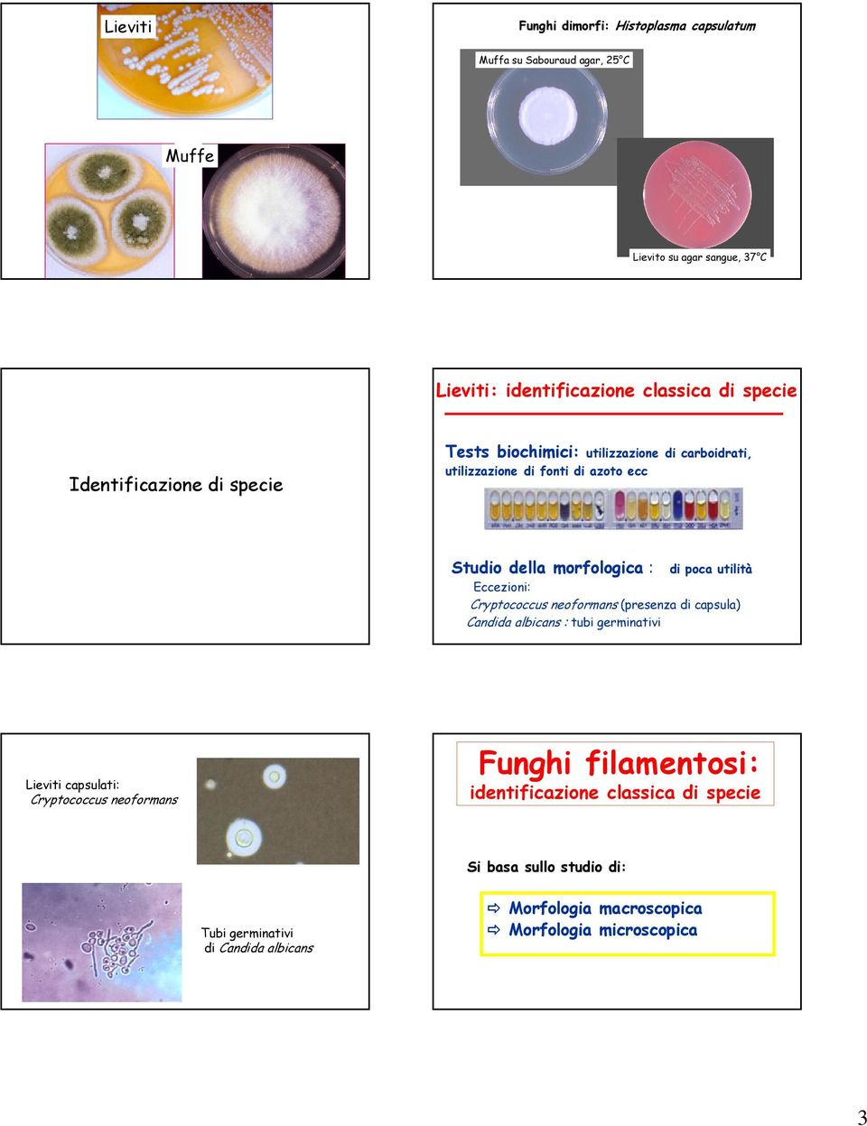 Eccezioni: Cryptococcus neoformans (presenza di capsula) Candida albicans : tubi germinativi di poca utilità Lieviti capsulati: Cryptococcus neoformans