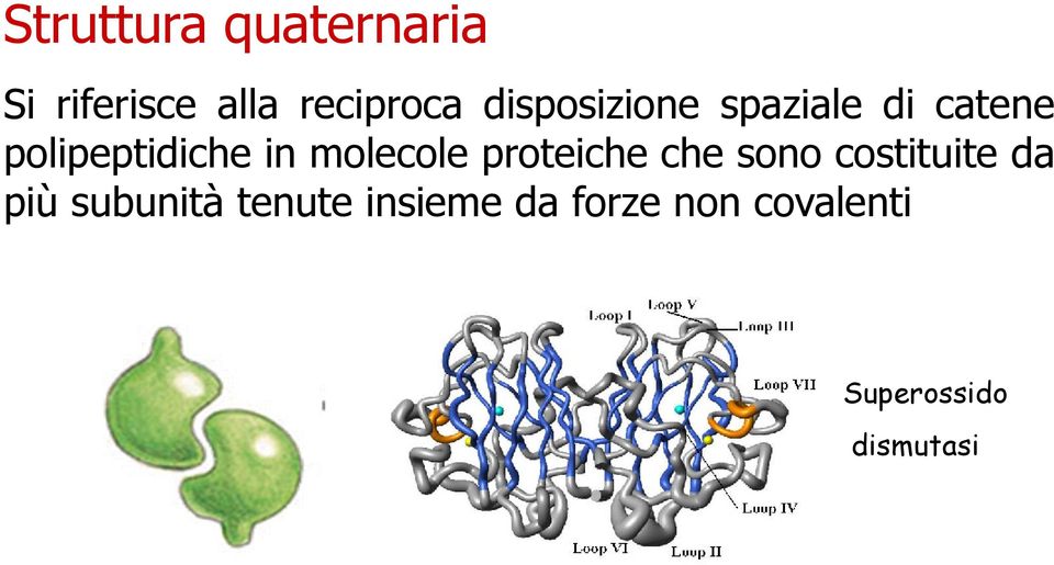 molecole proteiche che sono costituite da più