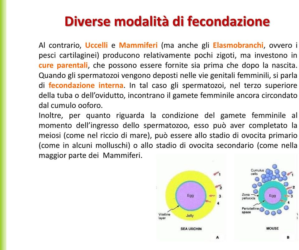 In tal caso gli spermatozoi, nel terzo superiore della tuba o dell ovidutto, incontrano il gamete femminile ancora circondato dal cumulo ooforo.