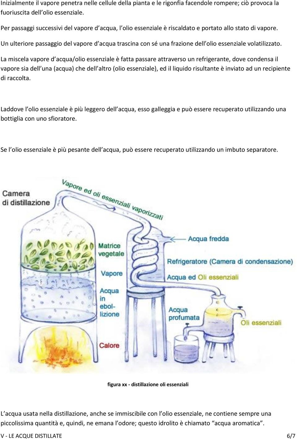 Un ulteriore passaggio del vapore d acqua trascina con sé una frazione dell olio essenziale volatilizzato.