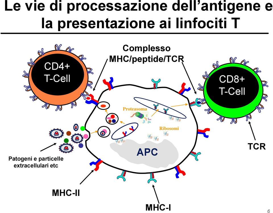 MHC/peptide/TCR CD8+ T-Cell Proteasoma Ribosomi