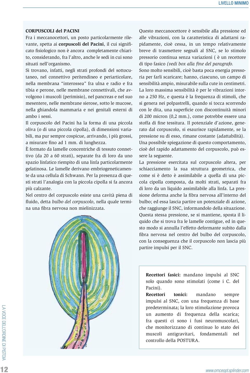 Si trovano, infatti, negli strati profondi del sottocutaneo, nel connettivo peritendineo e periarticolare, nella membrana interossea fra ulna e radio e fra tibia e perone, nelle membrane