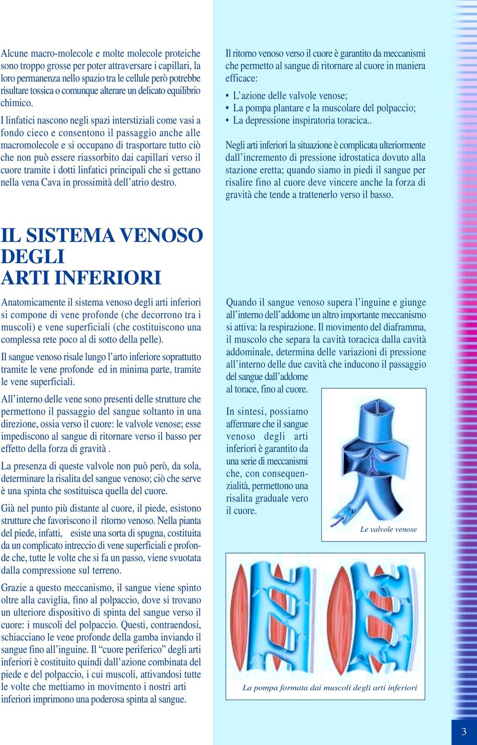 I linfatici nascono negli spazi interstiziali come vasi a fondo cieco e consentono il passaggio anche alle macromolecole e si occupano di trasportare tutto ciò che non può essere riassorbito dai