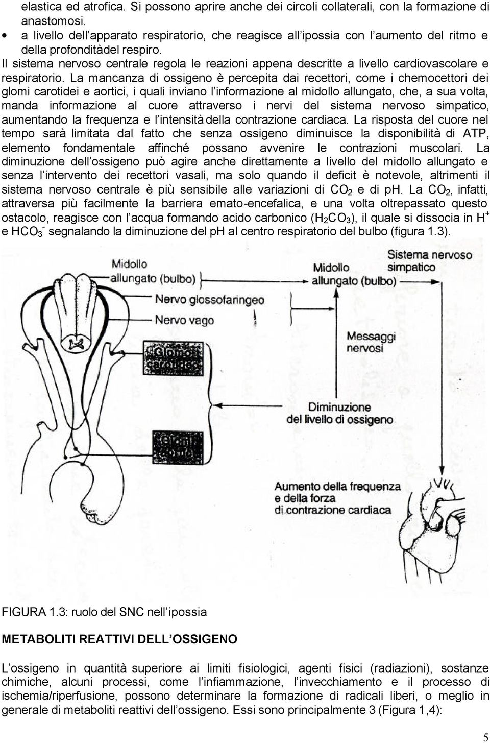 Il sistema nervoso centrale regola le reazioni appena descritte a livello cardiovascolare e respiratorio.