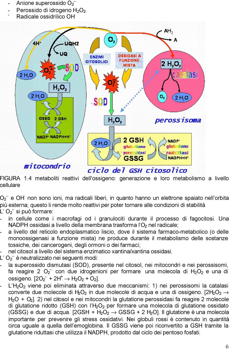 rende molto reattivi per poter tornare alle condizioni di stabilità. L O - 2 si può formare: - in cellule come i macrofagi od i granulociti durante il processo di fagocitosi.