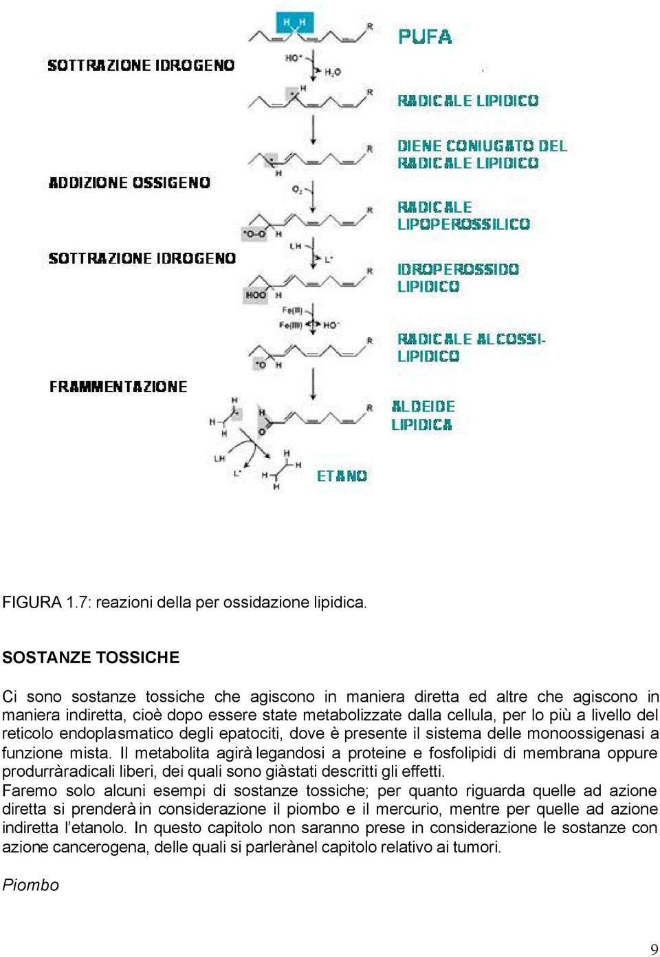 reticolo endoplasmatico degli epatociti, dove è presente il sistema delle monoossigenasi a funzione mista.