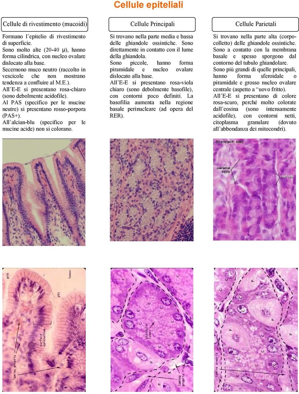 Al PAS (specifico per le mucine neutre) si presentano rosso-porpora (PAS+). All alcian-blu (specifico per le mucine acide) non si colorano.