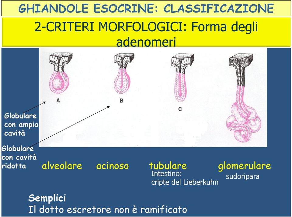 ridotta alveolare acinoso tubulare glomerulare Intestino: cripte