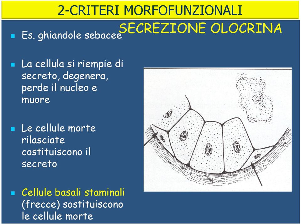 perde il nucleo e muore Le cellule morte rilasciate