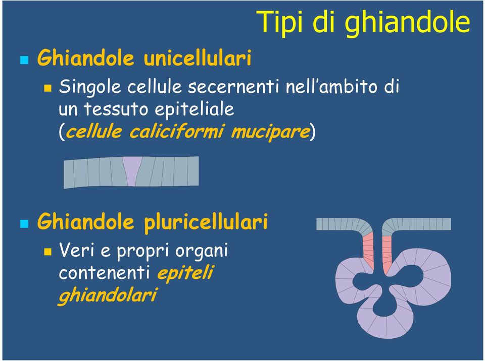 epiteliale (cellule caliciformi mucipare) Ghiandole