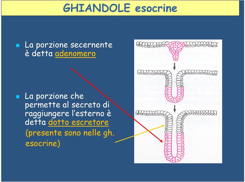 secreto di raggiungere l esterno è detta