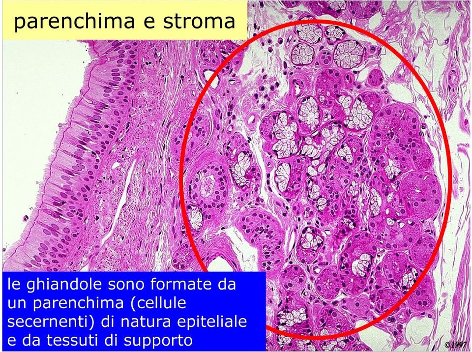 (cellule secernenti) di natura