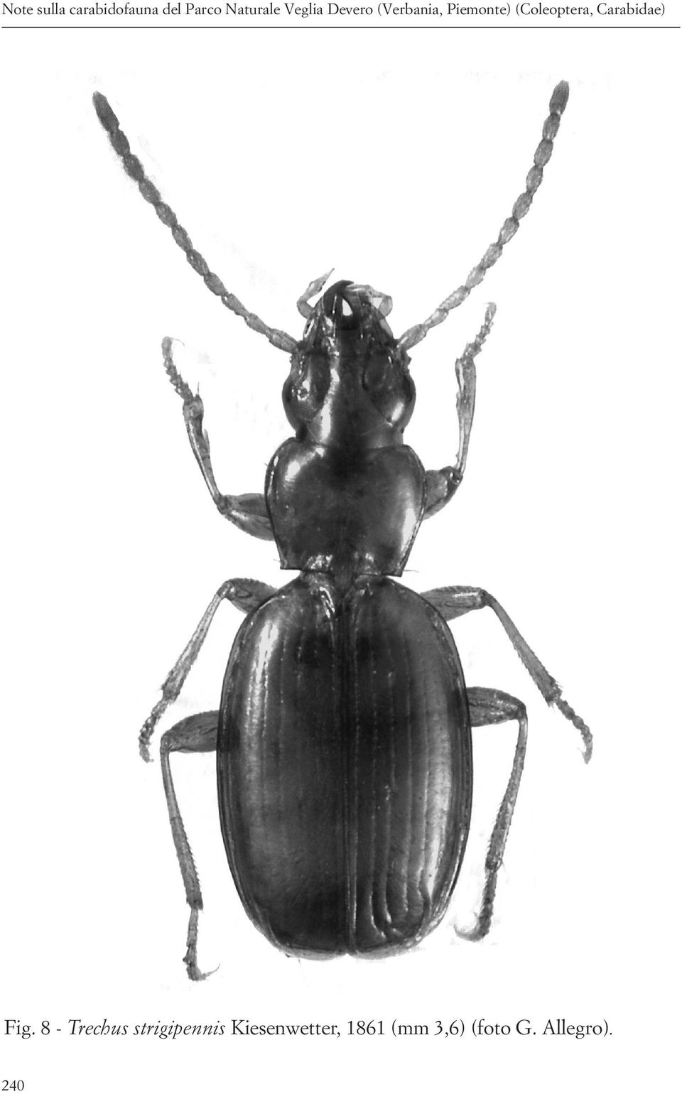 (Coleoptera, Carabidae) Fig.