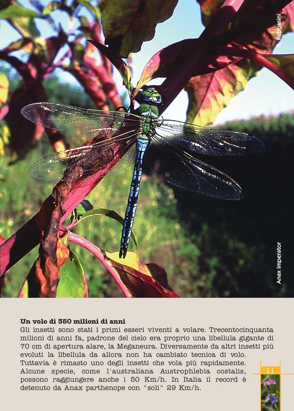 Diversamente da altri insetti più evoluti la libellula da allora non ha cambiato tecnica di volo.