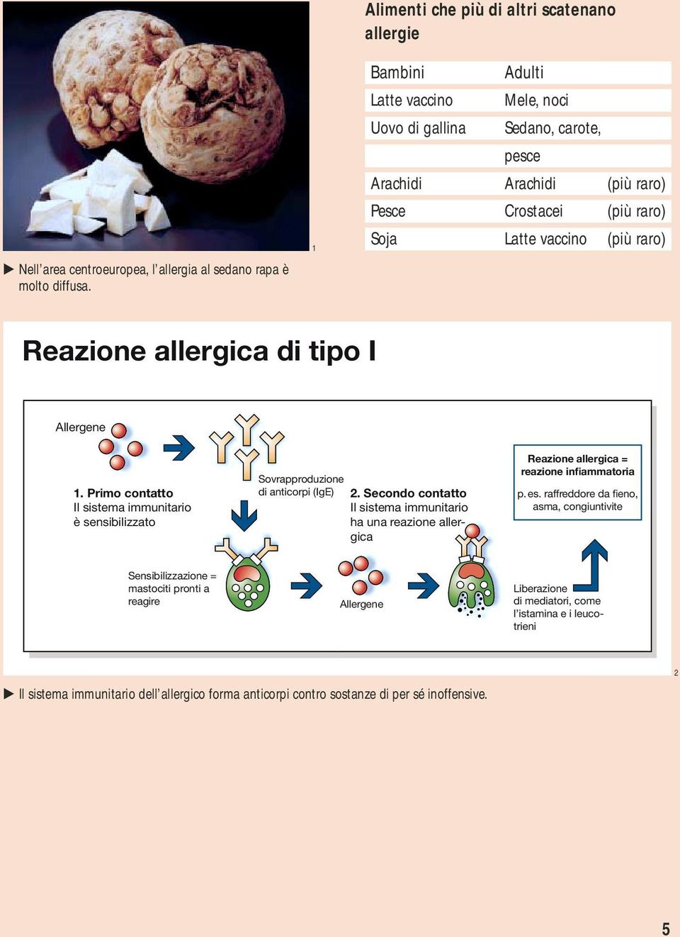 vaccino (più raro) Reazione allergica di tipo I Allergene 1. Primo contatto Il sistema immunitario è sensibilizzato Sovrapproduzione di anticorpi (IgE) 2.