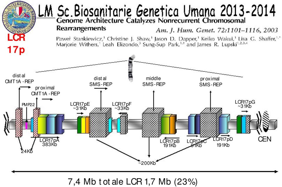 ~33Kb LCR17pG ~31Kb 24Kb LCR17pA 383Kb LCR17pB 191Kb LCR17pC