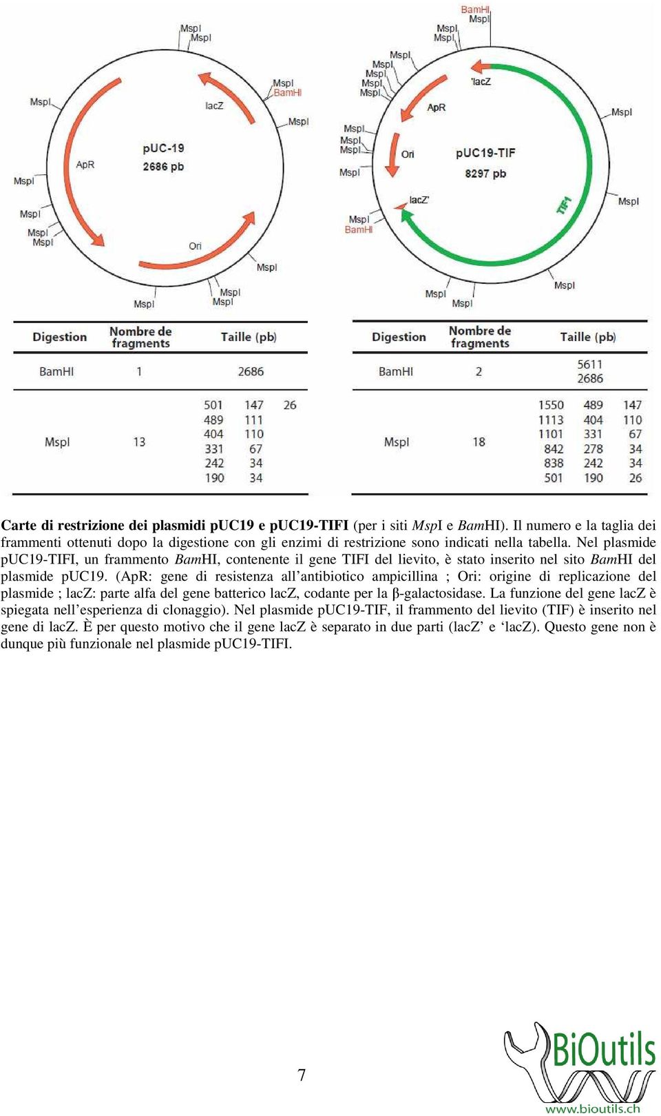 Nel plasmide puc19-tifi, un frammento BamHI, contenente il gene TIFI del lievito, è stato inserito nel sito BamHI del plasmide puc19.
