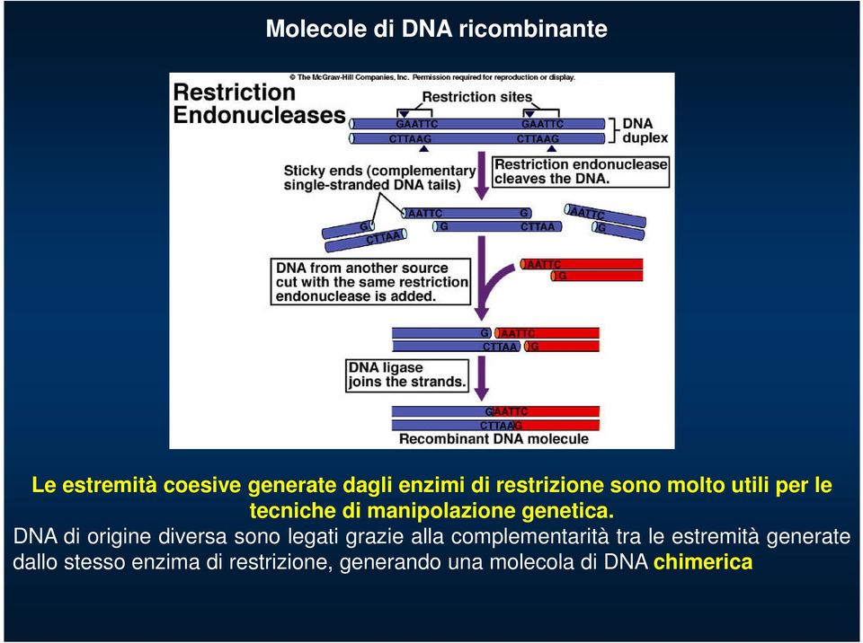 DNA di origine diversa sono legati grazie alla complementarità tra le