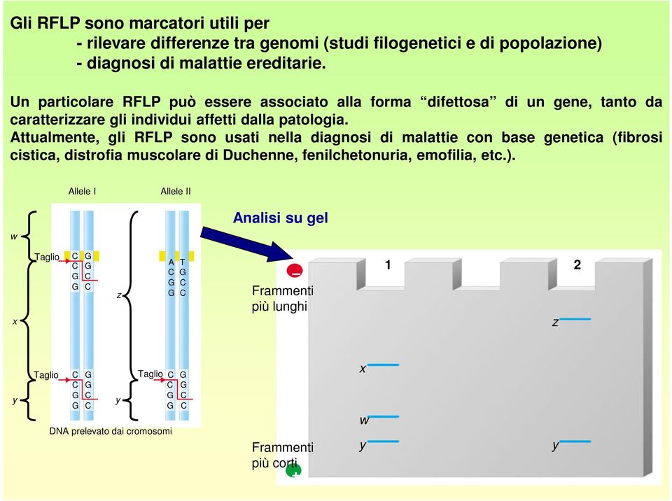 Attualmente, gli RFLP sono usati nella diagnosi di malattie con base genetica (fibrosi cistica, distrofia muscolare di Duchenne, fenilchetonuria, emofilia, etc.).