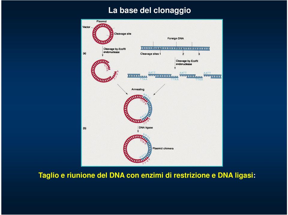 DNA con enzimi di