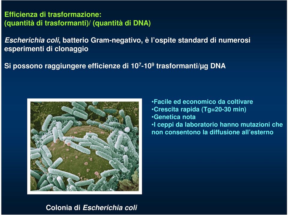 di 10 7-10 9 trasformanti/µg DNA Facile ed economico da coltivare Crescita rapida (Tg=20-30 min) Genetica