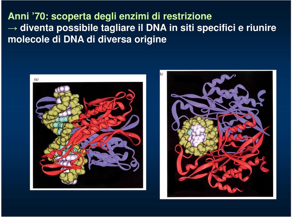 tagliare il DNA in siti specifici e