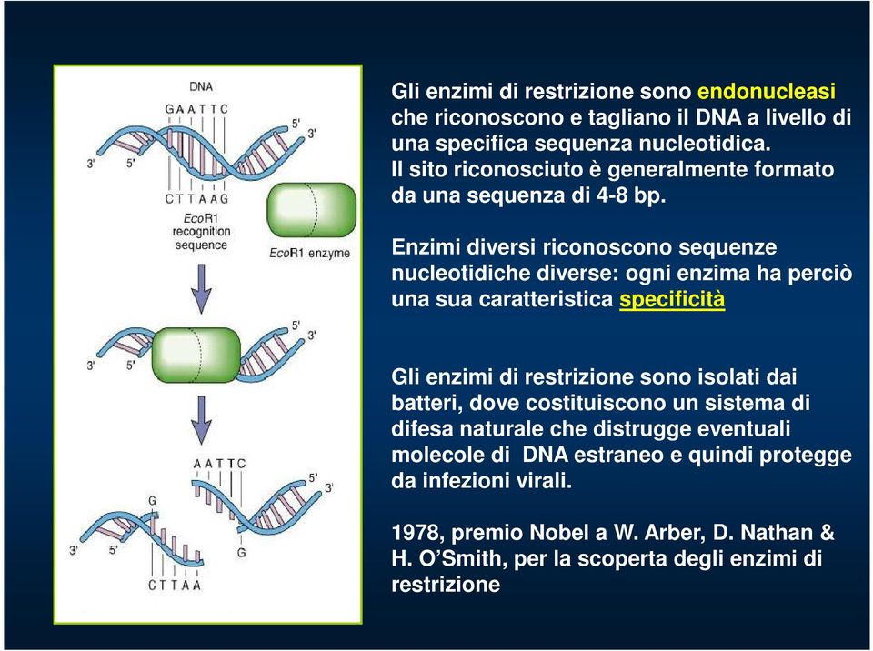 Enzimi diversi riconoscono sequenze nucleotidiche diverse: ogni enzima ha perciò una sua caratteristica specificità Gli enzimi di restrizione sono